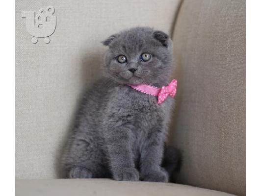 Εκπληκτική Scottish Fold Tica Kitten Ready